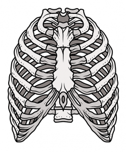 Halloween Rib Cage